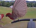 Birding Etiquette: How to Respect Nature and Birds