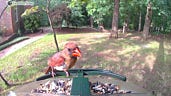 The Best Food to Use in Your Bird Feeder Cam: A Guide for Bird Lovers