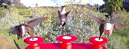 Why Are Hummingbirds So Territorial?