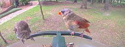 Creating a Bird-Friendly Yard: Design Ideas for a Great Bird Feeder Cam Experience