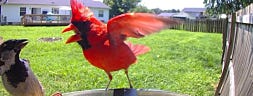 Urban Birding: Learning More About Your Backyard