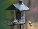 Discovering Bird Behavior Through Your Cellular Bird Feeder Cam