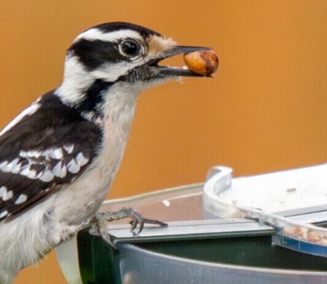 How Bird Watching Can Improve Your Mental Health