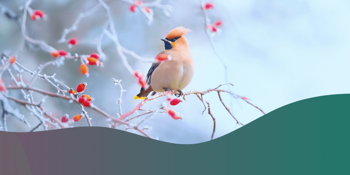 Birdwatching in Different Seasons