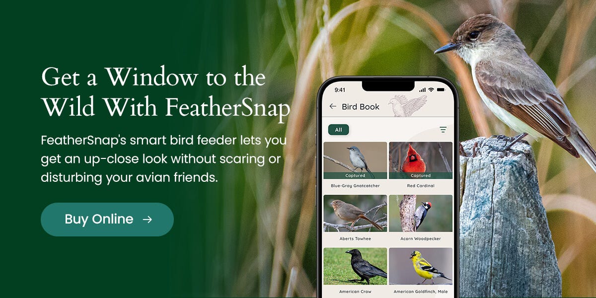 Our smart bird feeder lets you get an up-close look without disturbing your avian friends