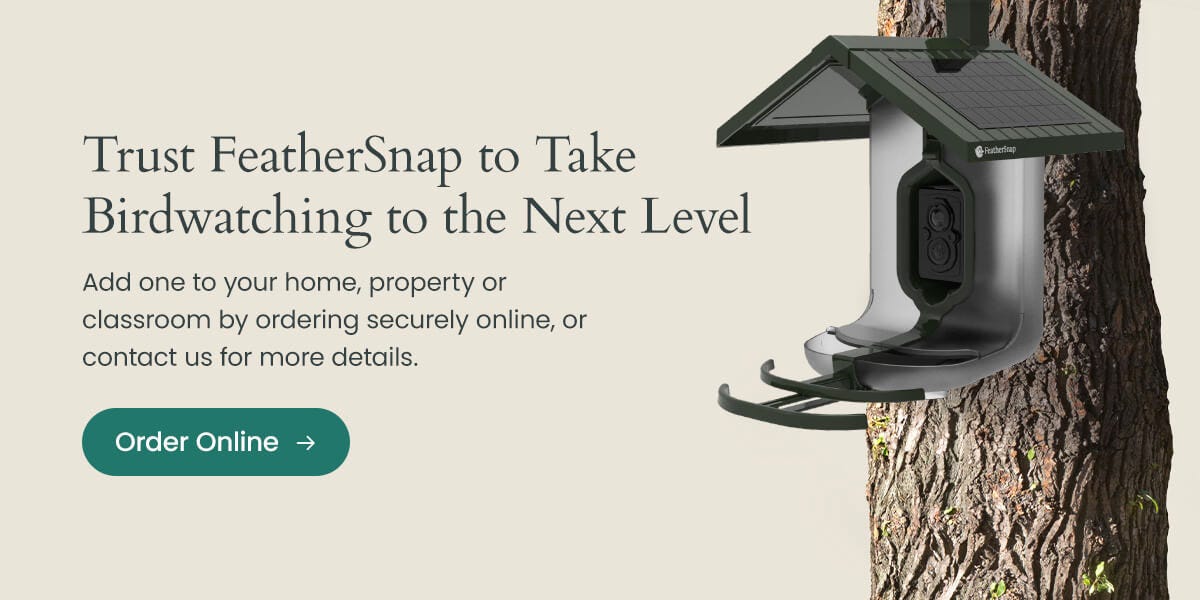 Trust FeatherSnap to take birdwatching to the next level