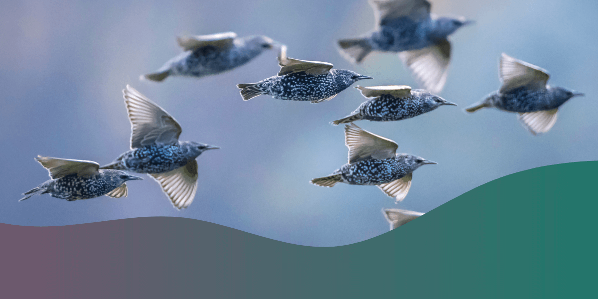 Discover the migration season for birds