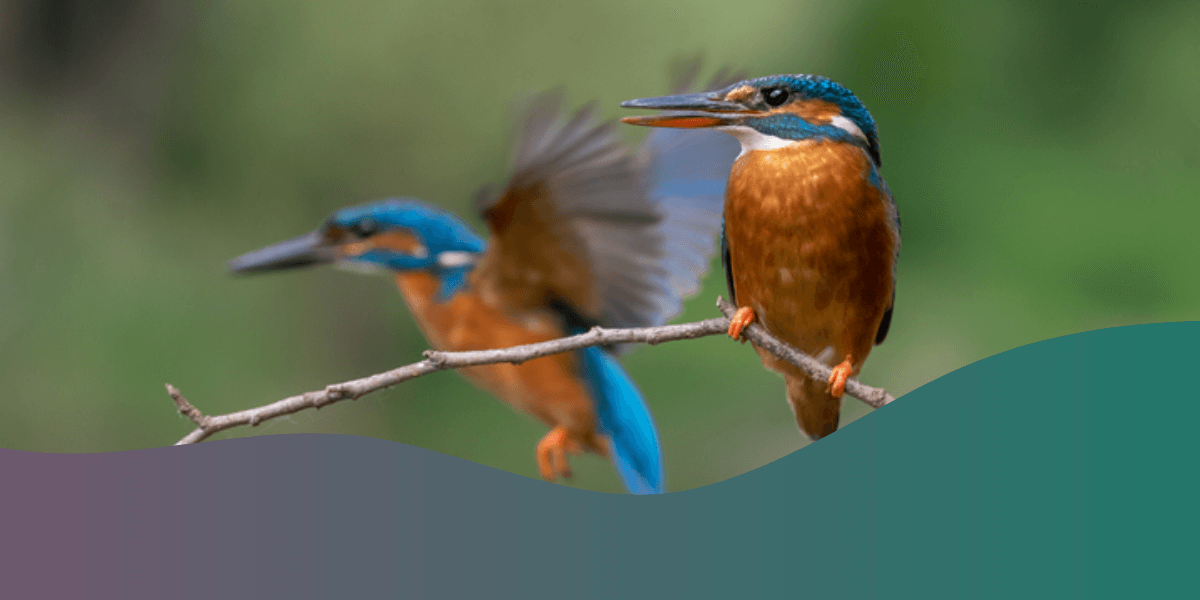 How do Birds Mate