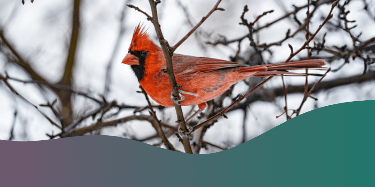 How long do birds live?