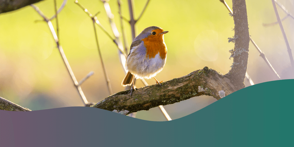 FeatherSnap Premier Camera Bird Feeder