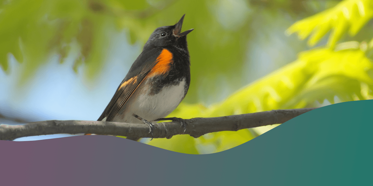 Birdwatching in Different Seasons