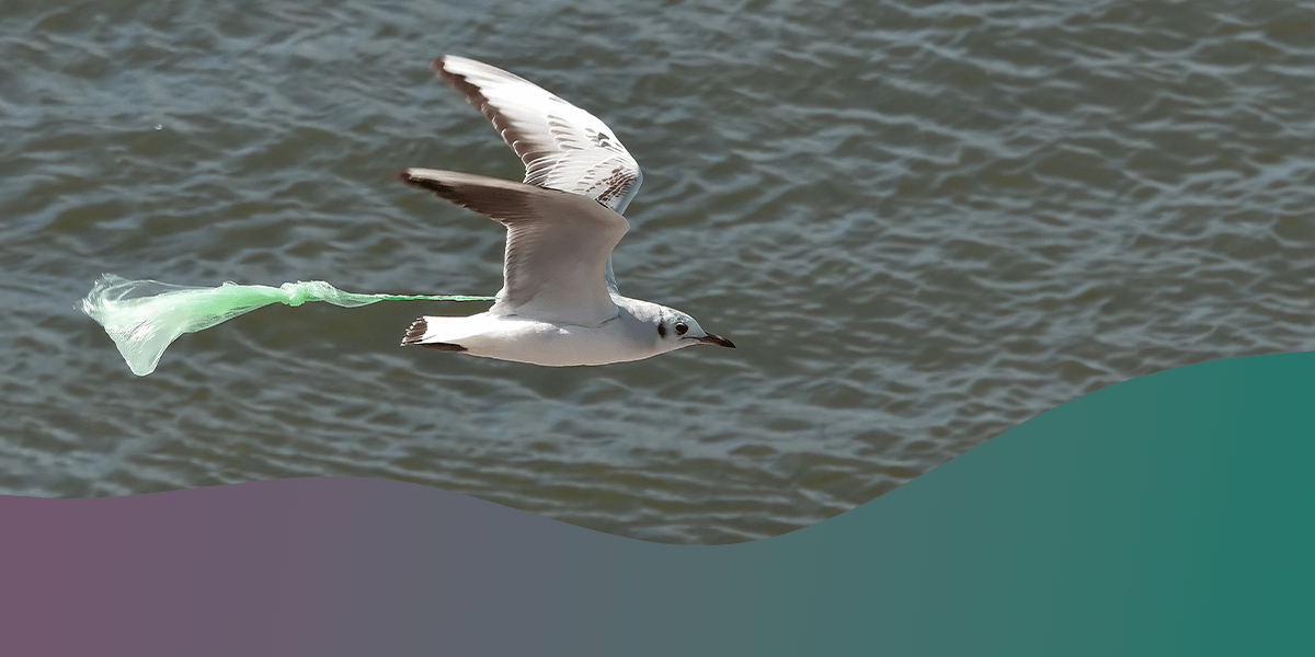Birdwatching in Different Seasons