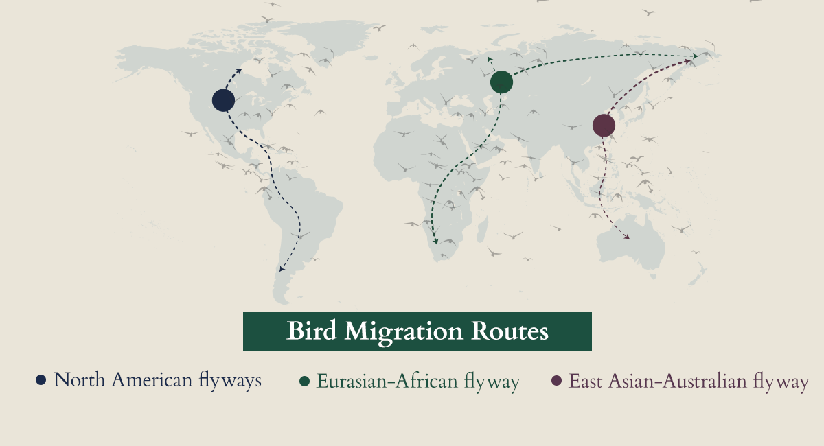Bird fly routes include North American flyways, Eurasian-African flyway and the East Asian-Australian flyway