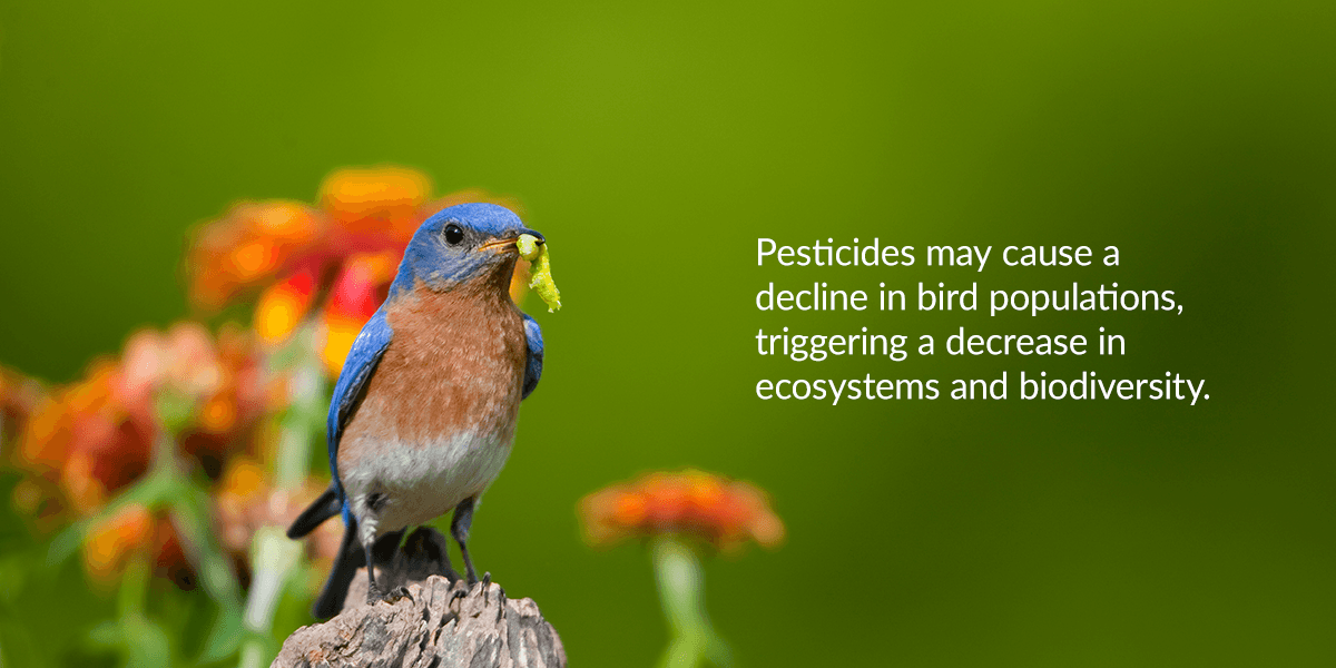 Spring is the perfect time to turn your garden into a bird's paradise