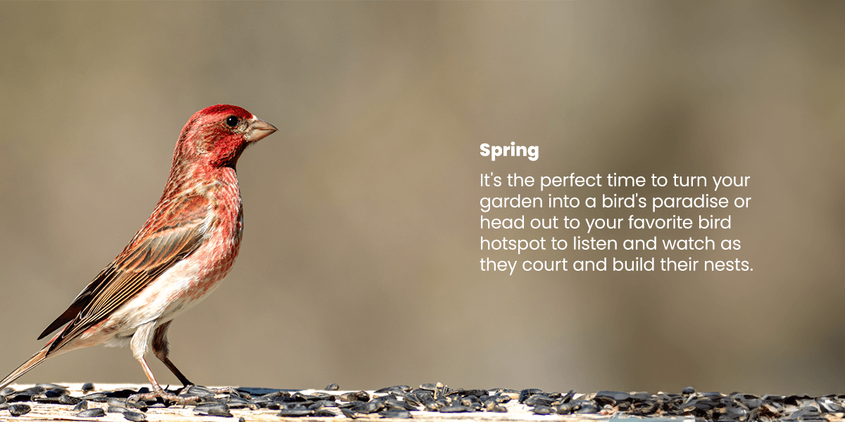 Spring is the perfect time to turn your garden into a bird's paradise