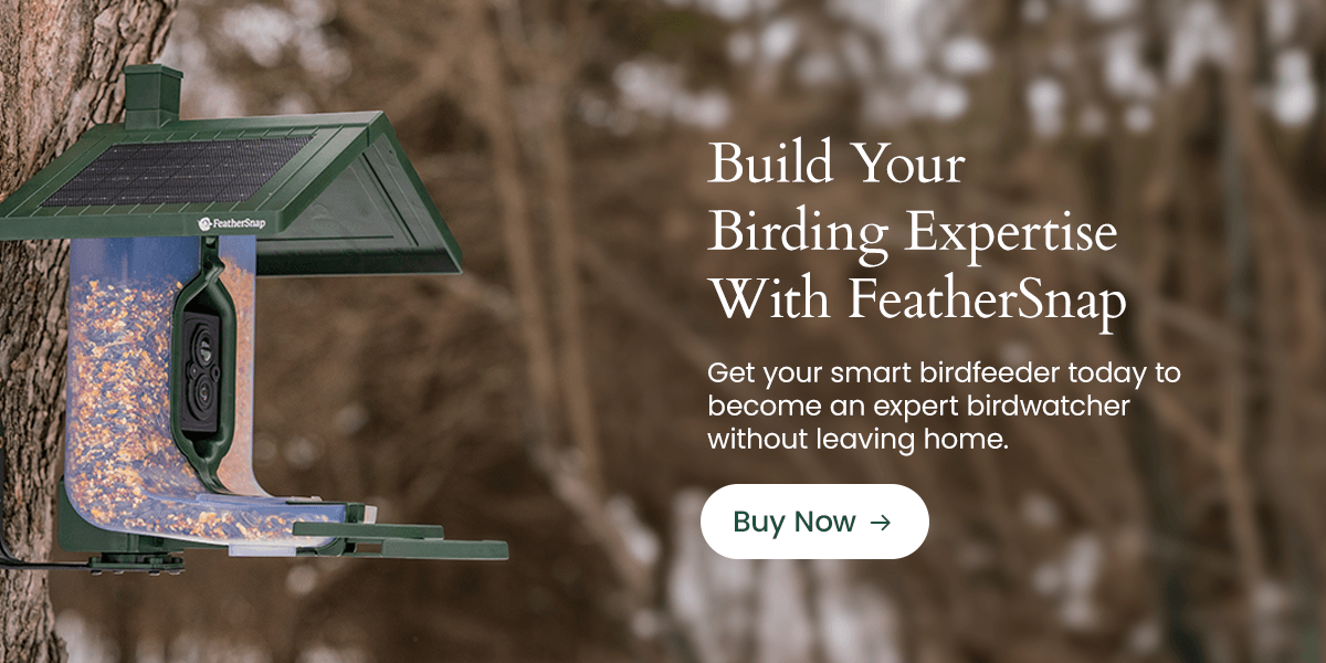 Build Your Birding Expertise with FeatherSnap