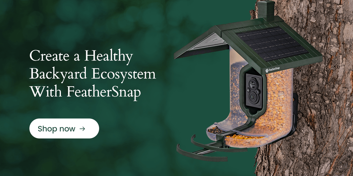 Create a healthy backyard ecosystem with FeatherSnap