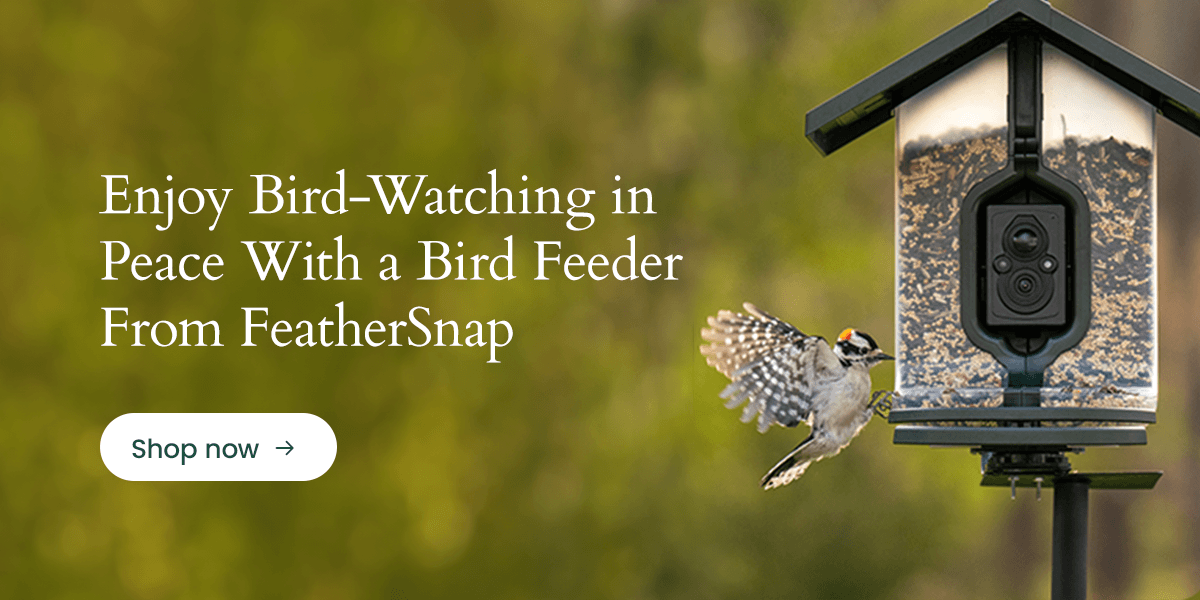 Track seasonal birds in your garden with FeatherSnap Scout