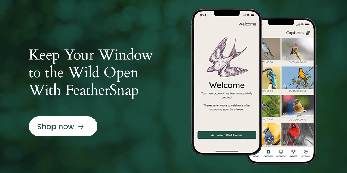 Track seasonal birds in your garden with FeatherSnap Scout