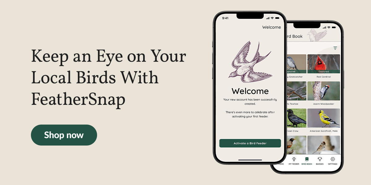 Keep an eye on your llocal birds with FeatherSnap