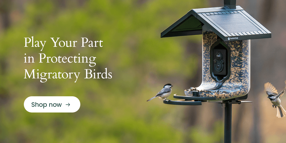 Play your part in protecting migratory birds