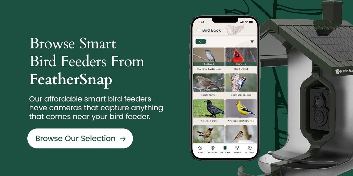 Browse smart bird feeders from FeatherSnap
