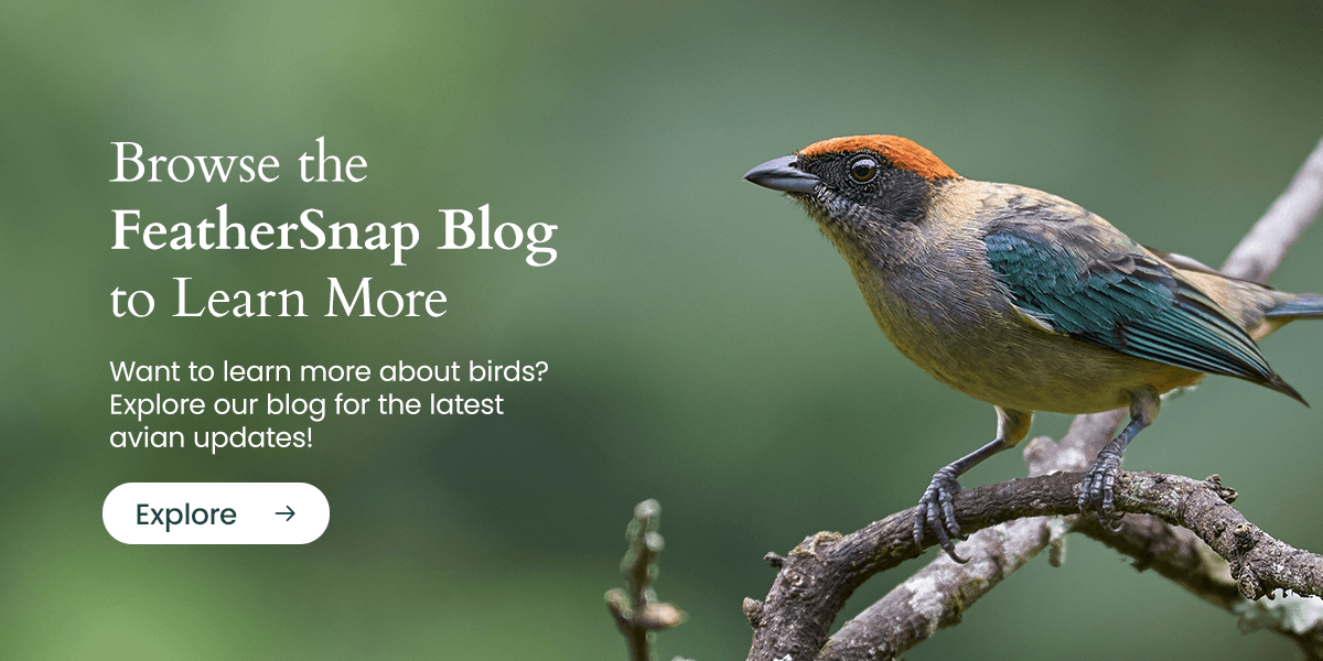 Want to learn more about birds? Explore our blog for the latest avian updates