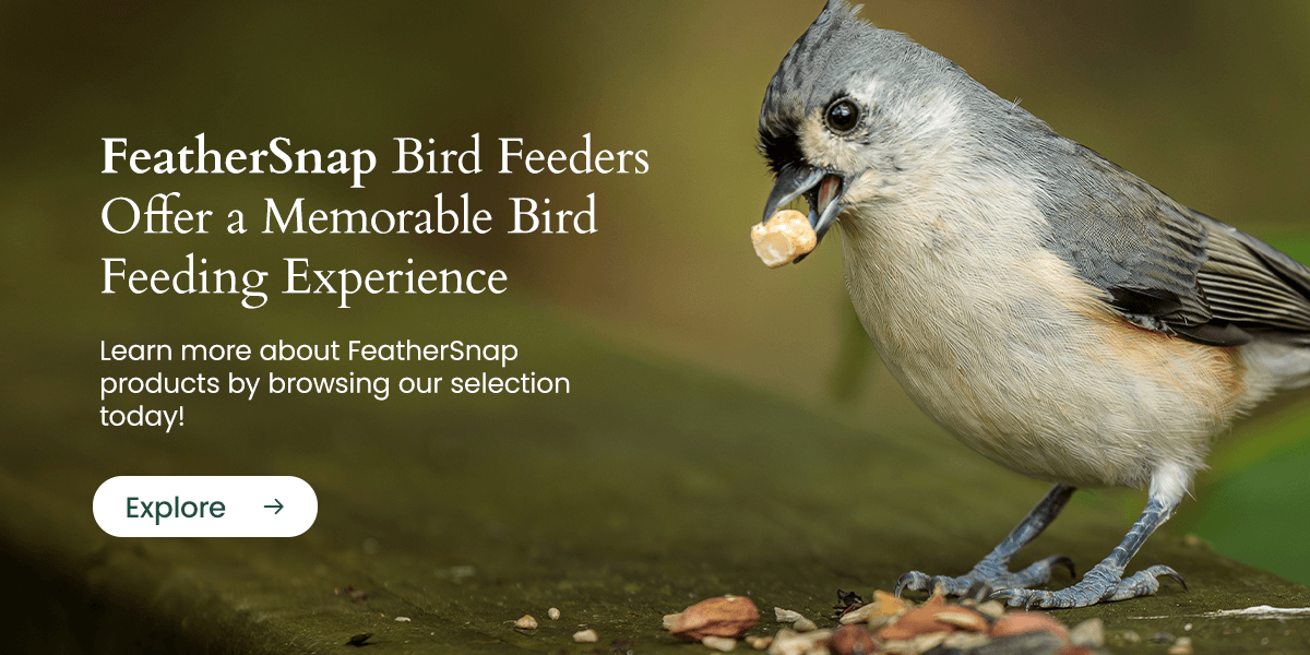 FeatherSnap bird feeders offer a memorable bird feeding experience. Browse our collection