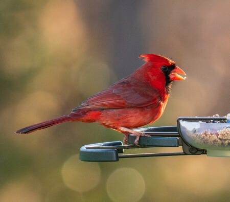 Northern Cardinal eating bird seed
